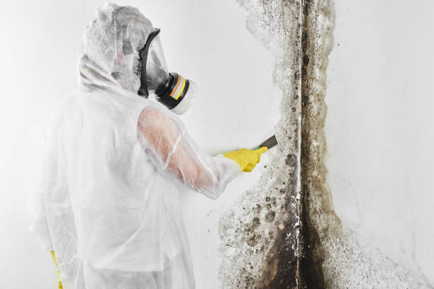 Attic Mold Removal in Florida City, FL