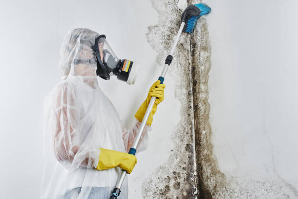 Best Emergency Mold Removal  in Orida City, FL