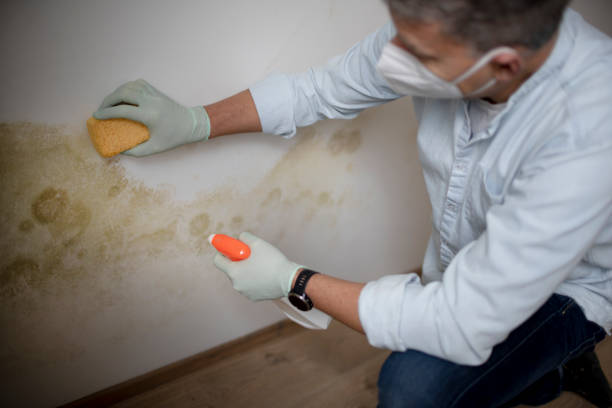 Best Certified Mold Removal  in Orida City, FL