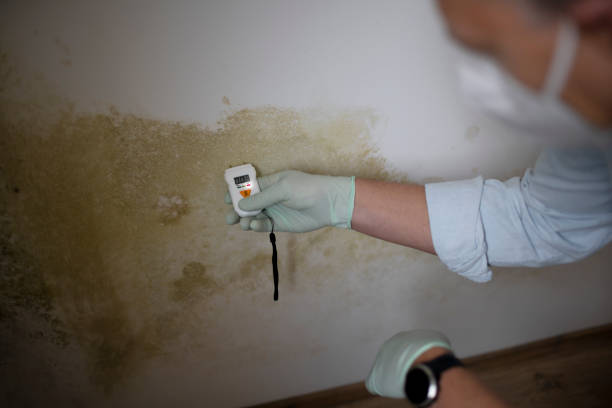 Best Mold Removal Company Near Me  in Orida City, FL