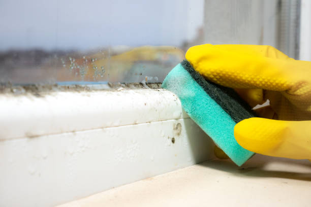 Best Commercial Mold Removal  in Orida City, FL