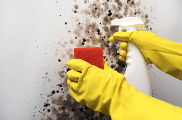 Reliable Florida City, FL Mold Removal Solutions