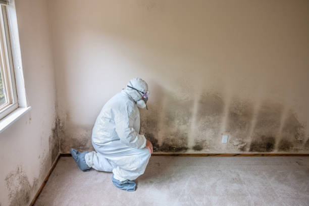 Best Toxic Mold Removal  in Orida City, FL