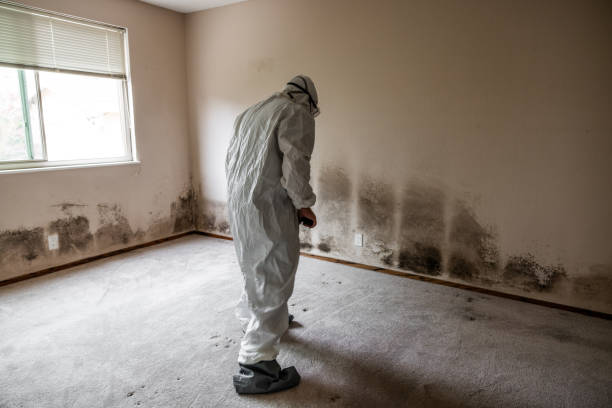 Best Black Mold Removal  in Orida City, FL